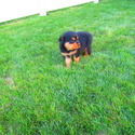 Tammy - a Rottweiler puppy
