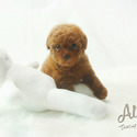 Teacup Toy Poodle for sale - Mocha - a Poodle puppy