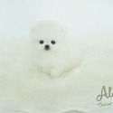 Teacup Toy Pomeranian for sale - Boo - a Pomeranian puppy