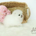 Teacup Toy Pomeranian for sale - Boo - a Pomeranian puppy
