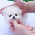 Teacup Toy Pomeranian for sale - Lily - a Pomeranian puppy