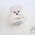 Teacup Toy Pomeranian for sale - Lily - a Pomeranian puppy