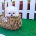 Teacup Toy Pomeranian for sale - Lily - a Pomeranian puppy