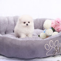 Teacup Toy Pomeranian for sale - Lily - a Pomeranian puppy
