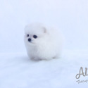 Teacup Toy Pomeranian for sale - Lily - a Pomeranian puppy