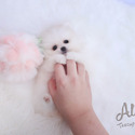 Lily - Teacup Pomeranian Puppies For Sale - a Pomeranian puppy
