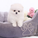 Lily - Teacup Pomeranian Puppies For Sale - a Pomeranian puppy