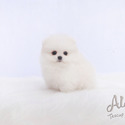 Lily - Teacup Pomeranian Puppies For Sale - a Pomeranian puppy