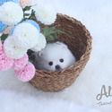 Daisy - Teacup Pomeranian Puppies For Sale - a Pomeranian puppy
