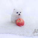 Daisy - Teacup Pomeranian Puppies For Sale - a Pomeranian puppy
