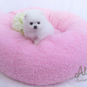 Daisy - Teacup Pomeranian Puppies For Sale - a Pomeranian puppy