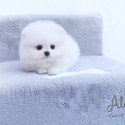 LILY - Teacup Pomeranian Puppies For Sale - a Pomeranian puppy
