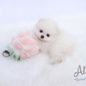 LILY - Teacup Pomeranian Puppies For Sale - a Pomeranian puppy