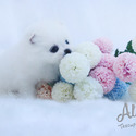 DAISY - Teacup Pomeranian Puppies For Sale - a Pomeranian puppy