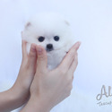 DAISY - Teacup Pomeranian Puppies For Sale - a Pomeranian puppy
