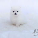 DAISY - Teacup Pomeranian Puppies For Sale - a Pomeranian puppy