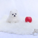 DAISY - Teacup Pomeranian Puppies For Sale - a Pomeranian puppy