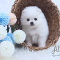 Mini Teacup Pomeranian Puppies - DAISY - a Pomeranian puppy