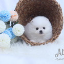 Mini Teacup Pomeranian Puppies - DAISY - a Pomeranian puppy