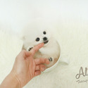 Mini Teacup Pomeranian Puppies - BOO - a Pomeranian puppy