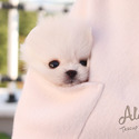 Micro Teacup Pomeranian Puppies - CINDY - a Pomeranian puppy