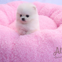 Micro Teacup Pomeranian Puppies - CINDY - a Pomeranian puppy