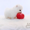 Micro Teacup Pomeranian Puppies - CINDY - a Pomeranian puppy