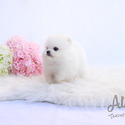 Micro Teacup Pomeranian Puppies - CINDY - a Pomeranian puppy