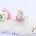 Micro Teacup Pomeranian Puppies - CINDY - a Pomeranian puppy