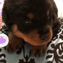 Puppies - a Rottweiler puppy