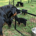 Puppies - a Rottweiler puppy
