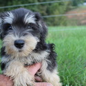AKC Miniature Schnauzers - a Miniature Schnauzer puppy