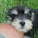 AKC Miniature Schnauzers - a Miniature Schnauzer puppy