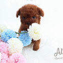 Teddy bear face Teacup Poodle - Chocolate - a Poodle puppy