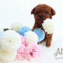 Teddy bear face Teacup Poodle - Chocolate - a Poodle puppy