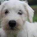 AKC Miniature Schnauzers - a Miniature Schnauzer puppy