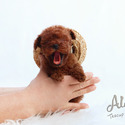 Teddy bear face Teacup Poodle - Chocolate - a Poodle puppy
