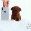 Teddy bear face Teacup Poodle - Chocolate - a Poodle puppy