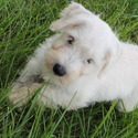 AKC Miniature Schnauzers - a Miniature Schnauzer puppy
