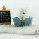 Teddy bear face Teacup Pomeranian - Cloud - a Pomeranian puppy