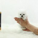 Teddy bear face Teacup Pomeranian - Cloud - a Pomeranian puppy