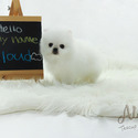 Teddy bear face Teacup Pomeranian - Cloud - a Pomeranian puppy