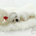 Teddy bear face Teacup Pomeranian - Cloud - a Pomeranian puppy