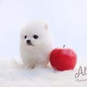 Teddy bear face Teacup Pomeranian - Cindy - a Pomeranian puppy