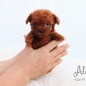 Chocolate - Teacup Micro Poodle For Sale - a Poodle puppy