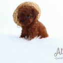 Chocolate - Teacup Micro Poodle For Sale - a Poodle puppy