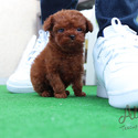 SPECIAL TEACUPS POODLE PUPPY