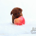 SPECIAL TEACUPS POODLE PUPPY