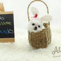 SPECIAL TEACUPS POMERANIAN PUPPY