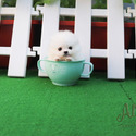 SPECIAL TEACUPS POMERANIAN PUPPY